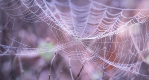 complex spider web